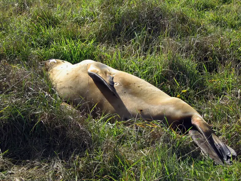 Seal at the Catlins South Island NZ