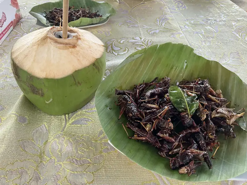 grilled cricket a delicates in Asia