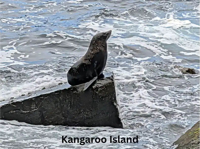 New Zealand Fur Seal 4