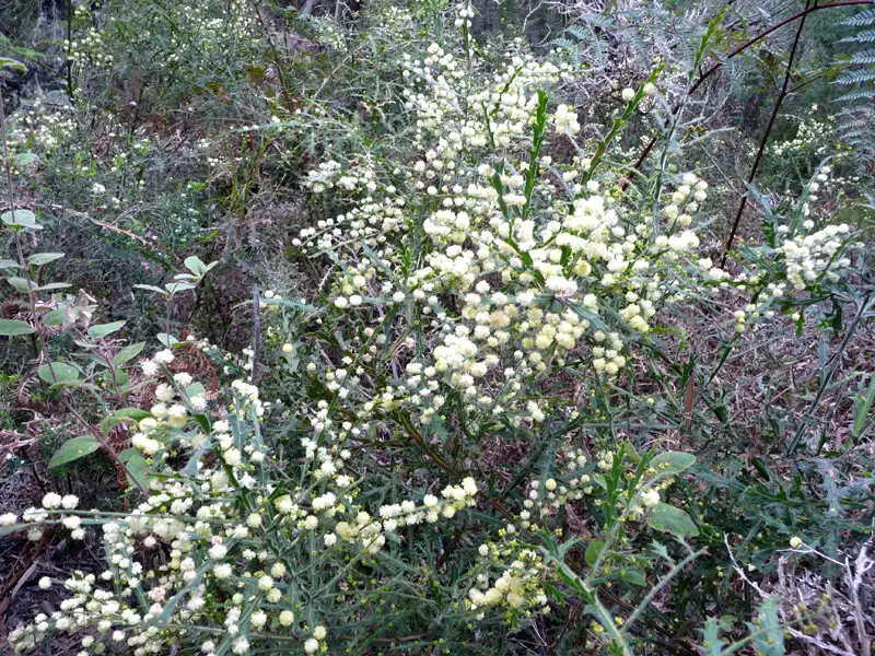 Winged Wattle (Acacia alata) a nice scrub Southwest, WA, Australia