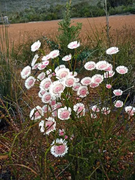 Albany daisy