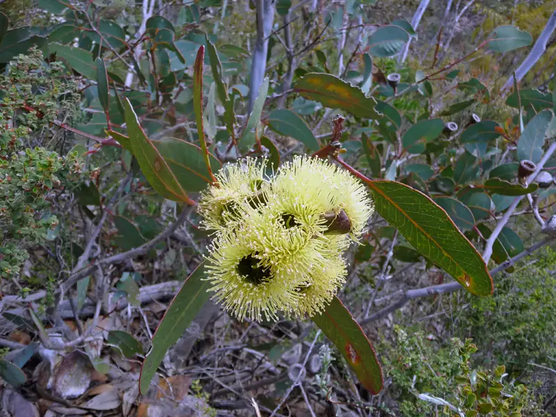 Bell fruited Mallee Mt Trio Stirling Ranges WA