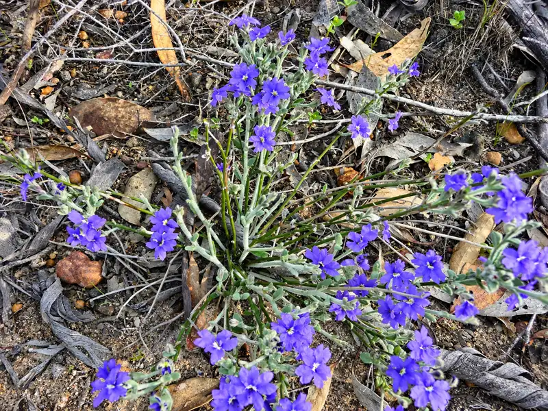 Blue Dampiera