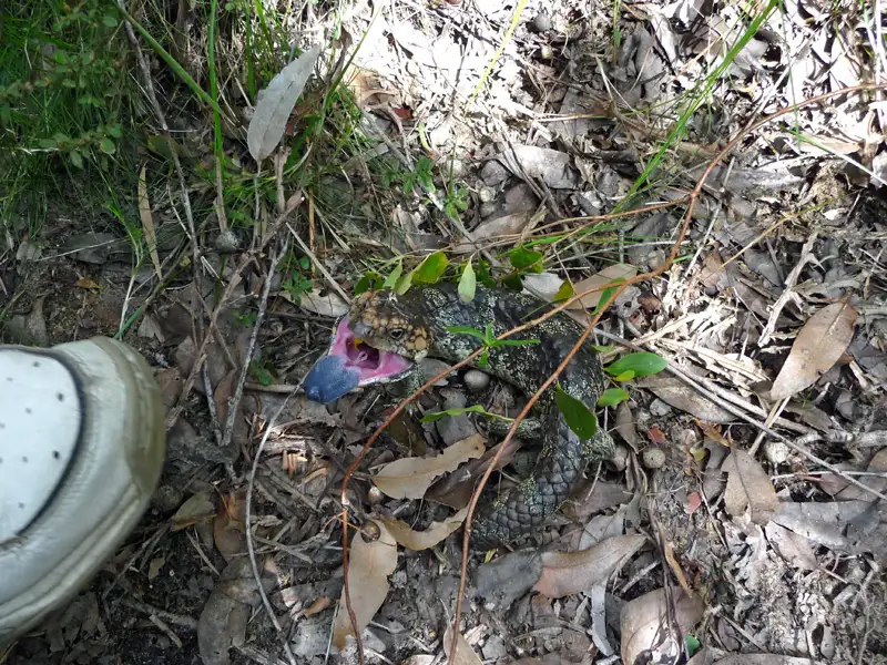 Blue-tongue Lizard at the Bibbulmun Track near West Cape Howe, WA