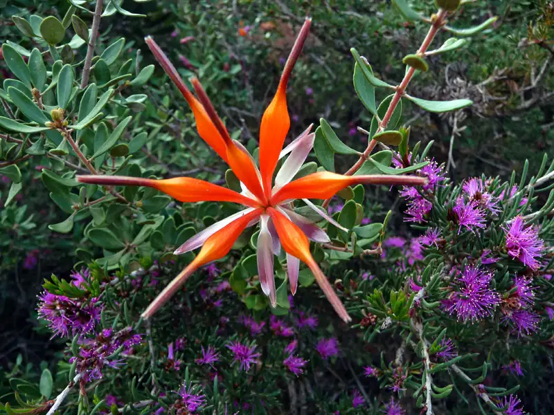 Chittick Lambertia inermis Point Ann