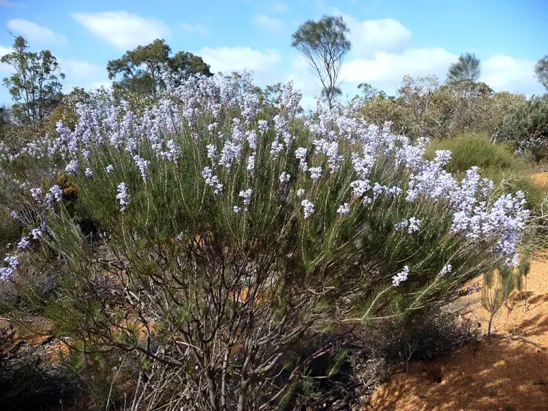 Common Smokebush (Conospermum stoechadis), in the Dryandra Woodland National Park, WA