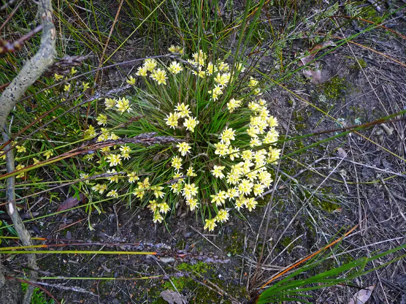 Conostylis pusilla Bremer bay Wa