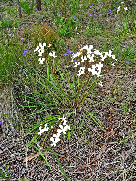 Cow Kick Triggerplant Kojonup WA