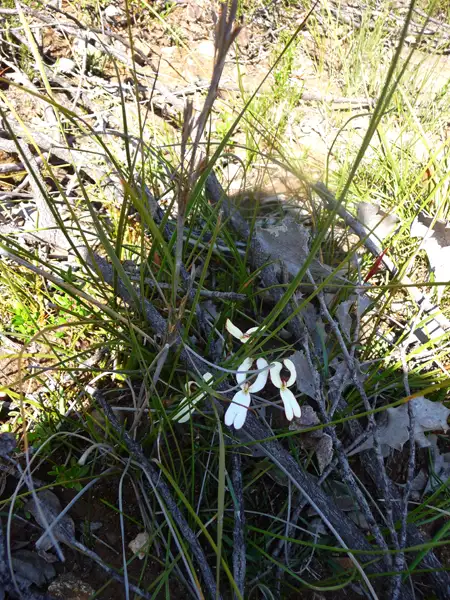 Cow Kick Triggerplant Stirling Ranges WA