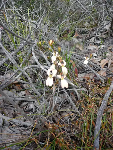 Cow Kick Triggerplant WA