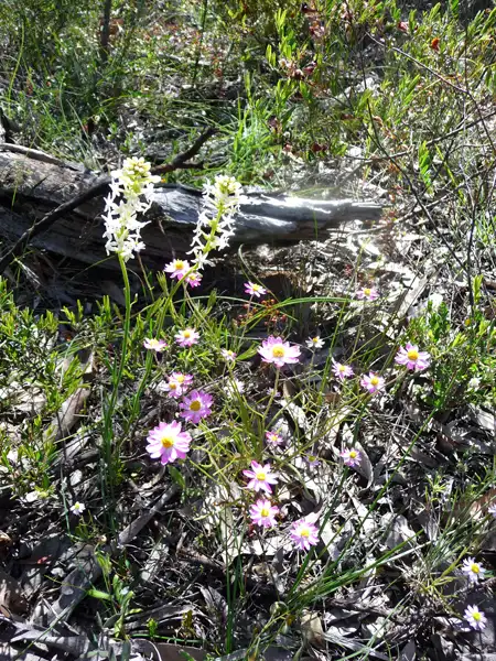 Creamy Candles Stackhousia monogyna Kojonup