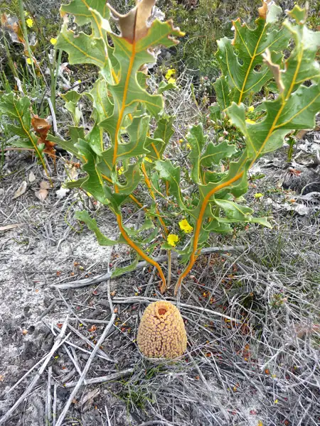 Creeping Banksia WA