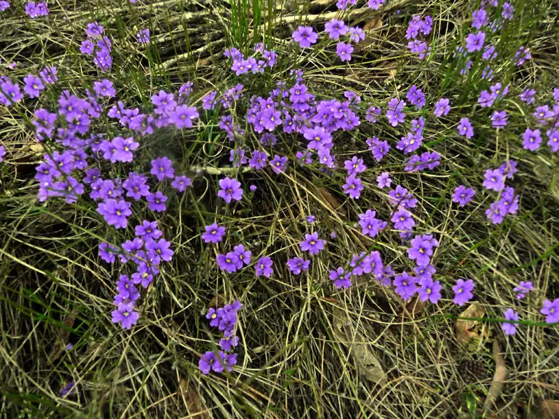 Dampiera Kojonup Western Australia