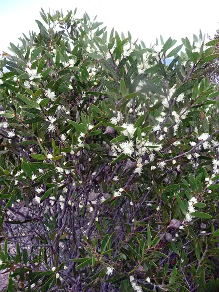 Hakea ambigua Mt Trio WA