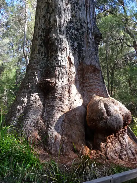 Red Tingle trees in the Walpole-Nornalup National Park, WA
