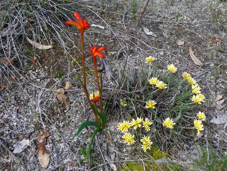 Kangaroo flower kojomupwa