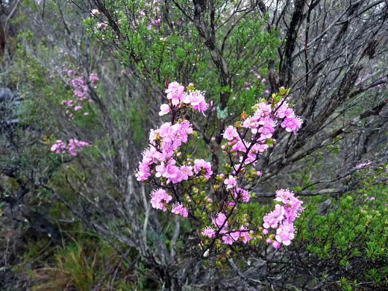 Kunative shrub from the myrtle family