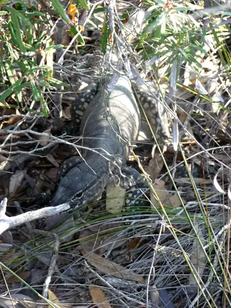 Lace Monitor at Quaalup Homestation