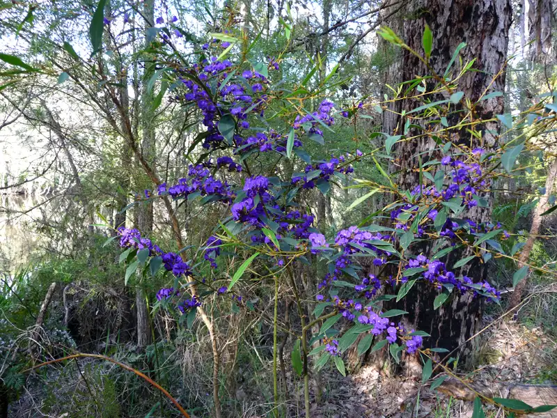 Native Wisteria (Hardenbergia comptoniana) along the Blackwood River,WA