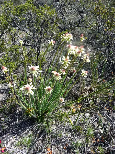 Paper Lilly Stirling Ranges WA