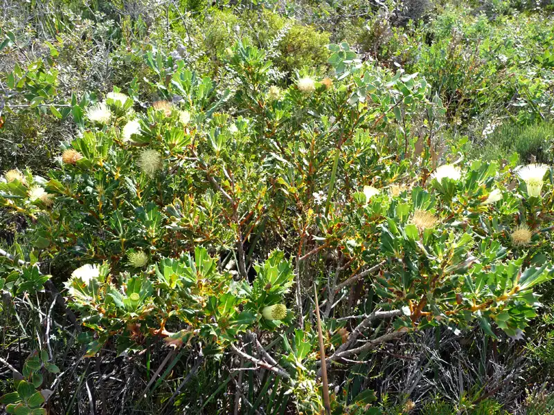 Parrot Bush (Banksia sessilis). near West Cape Howe,, WA