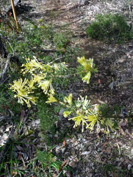 Petrophile serruriae kojonup WA