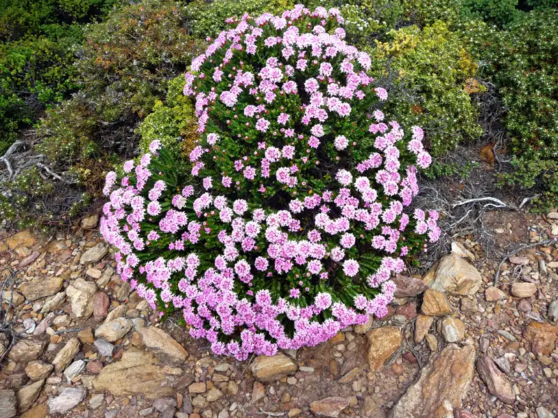 Pink Rice Flower Point Ann WA