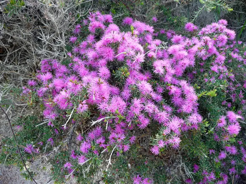 Pom Pom Honey Myrtle Melaleuca spathulata Point Ann WA