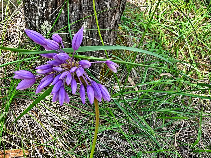 Purple Tassels Flower Kojonup wa