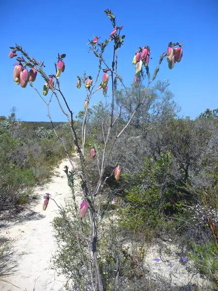Qualup Bell Pimelea physodes Fitzgerald N.P. Western Australia