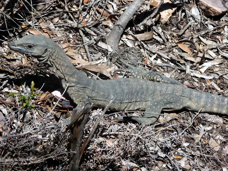 Racehorse Goanna crossed our trek Sterling Range Australia