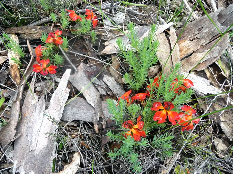 Red Leschenaultia KojonupWA