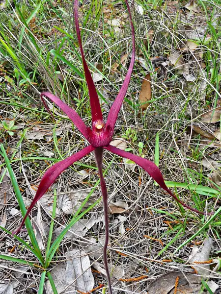Red Spider orchid Kojonup Western Australia