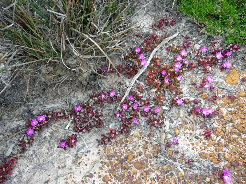 Round leaf Pigface
