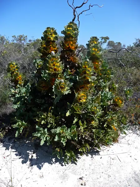 Royal Hakea Quaalup Homestaed WA