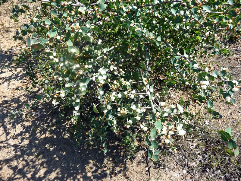 Rusty hakea Quaalup Station WA