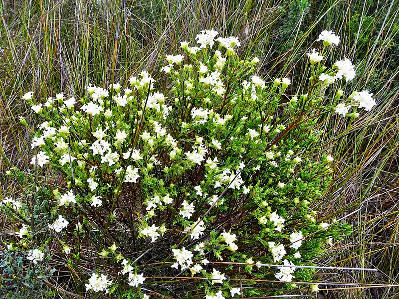Beautiful scrub at Bremer bay, WA ,Short-leaf Riceflower
