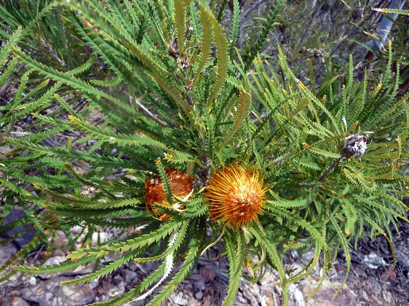 Showy Dryandra Mt Trio Sterling Ranges WA