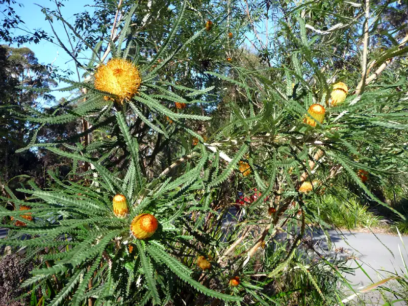 Showy Dryandra (Banksia formosa), with its striking flowers at  Valley of the Giants, WA, Australia