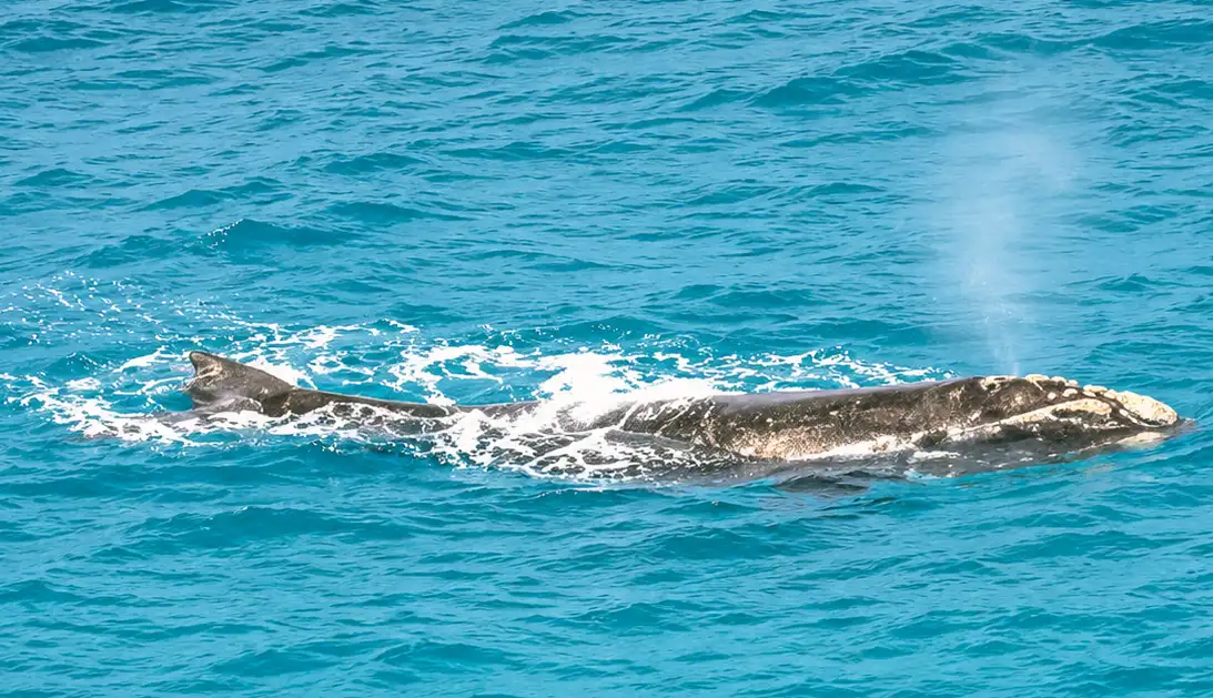Southern right whale Point Ann WA Australiawebp