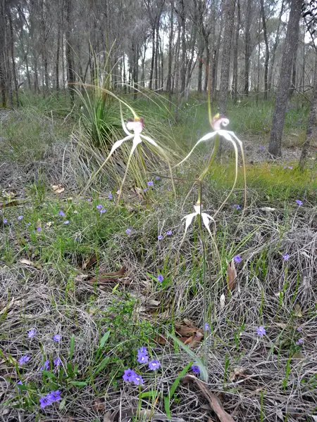 Splendid Spider Orchid Kojonup Wa Australia