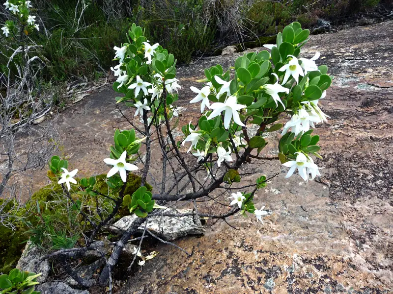 The Sticky Tailflower (Anthocercis viscosa) grows directly on elevated granite outcrops and rocky headlands. WA