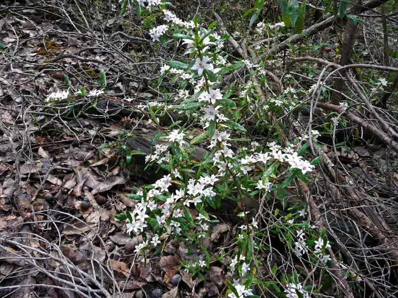 Swamp Waxflower, or Bush Crowea (Crowea angustifolia), is a native shrub in the forest valleys of south-west Western Australia.