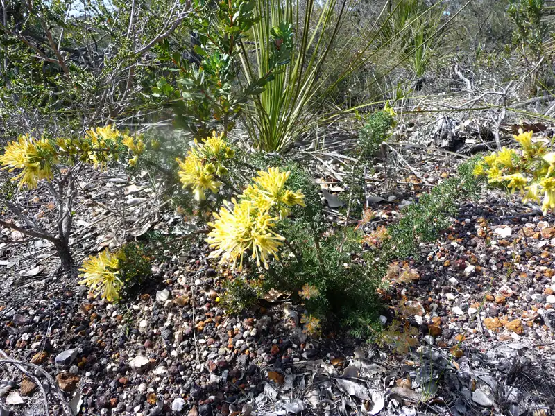 Tangled Petrophile Stirling Ranges
