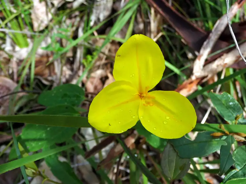 Yellow Flag (Patersonia umbrosa) is named for its bright yellow flowers in Western Australia.