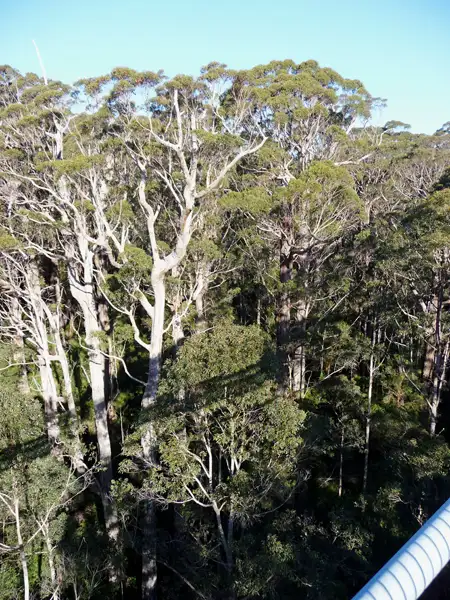Walking the Valley of the Giants Tree Top Walk about 40 metres above the ground.