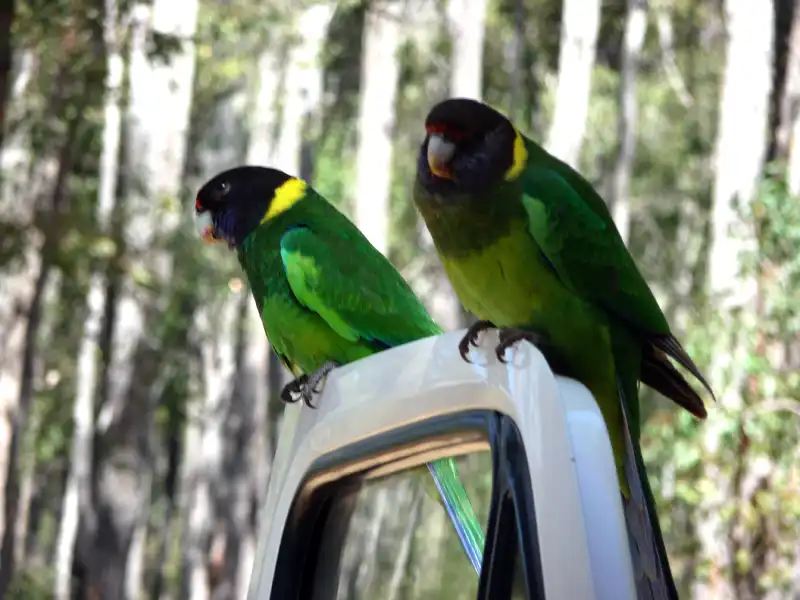 A colourful Ringneck Parrots visited us sitting at the open RV window, WA