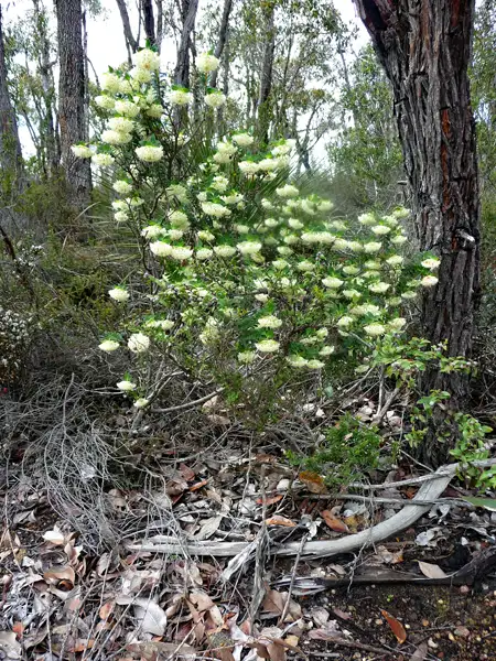 Unknown plant Twin Creeks WA
