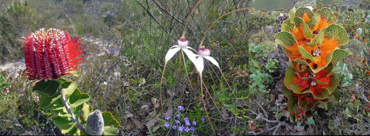 Wildflowers of South-West Western Australia