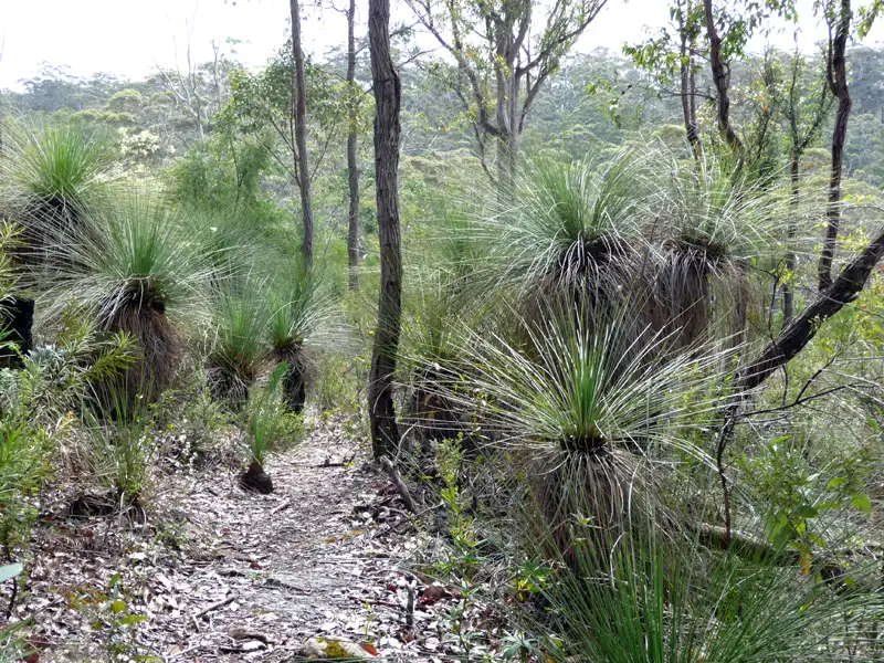 Grass Trees in the Shannon National Park,  Western Australia